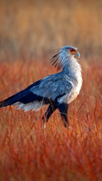  Secretary Bird