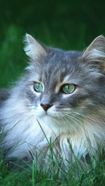  Green-Eyed Cat