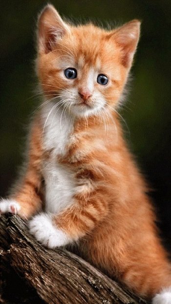  Cute Kitten
