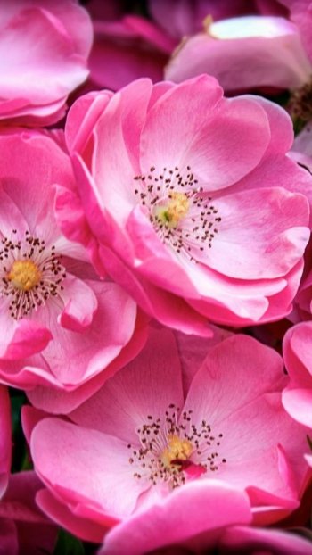  Pink Blossoms