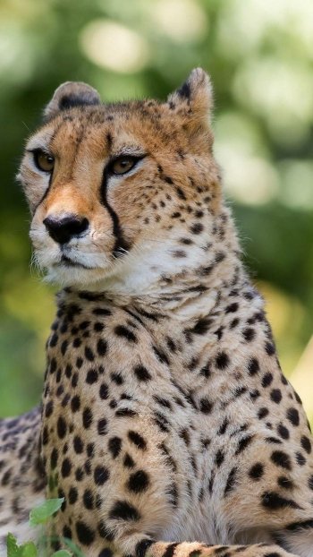 Animal cheetah Phone Wallpaper