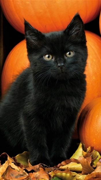  Black Kitten with Pumpkins