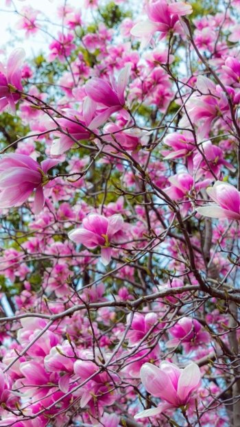  Magnolia Tree