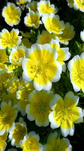 yellow flower earth nature flower Phone Wallpaper