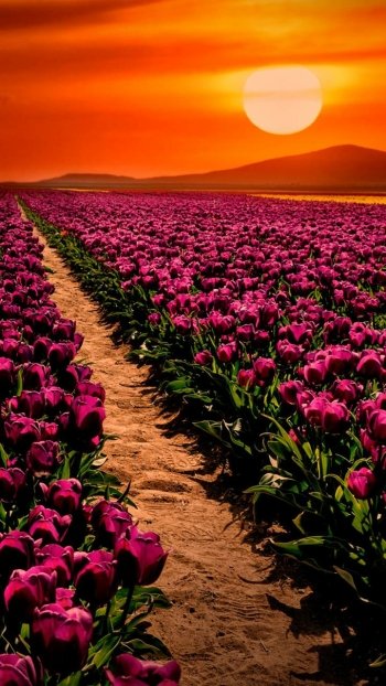  Tulip Field at Sunset