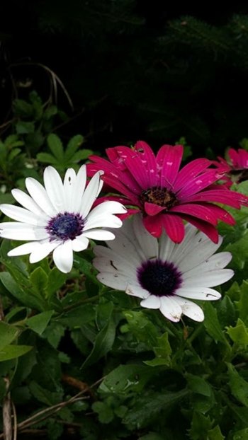 red white flower earth nature daisy Phone Wallpaper