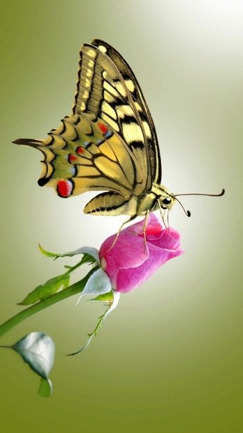 rose Animal butterfly Phone Wallpaper