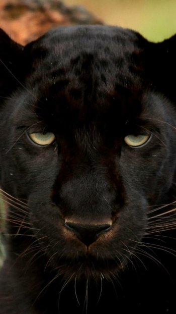 face Animal black panther Phone Wallpaper