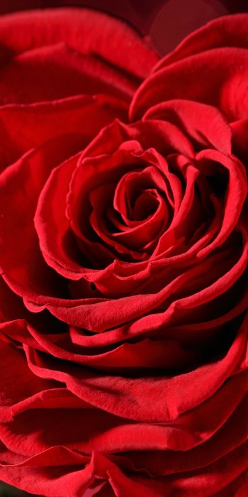 bokeh flower red rose bud red flower macro nature rose Phone Wallpaper