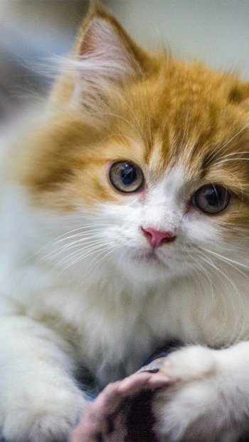 kitten cute Animal cat cute cat Phone Wallpaper