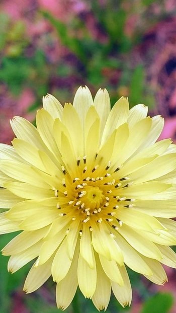  Pale Yellow Flower