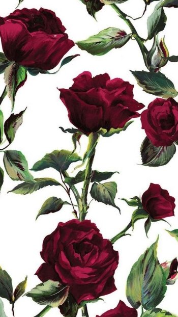  Red Roses