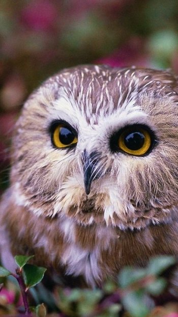  Cute Owl