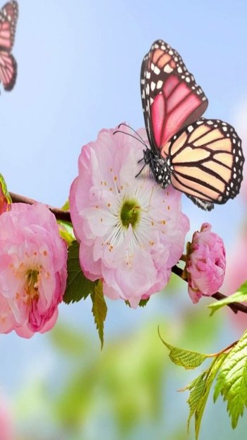  Butterfly on Blossom
