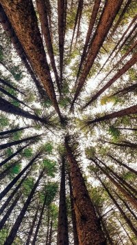 Sub-Gallery ID: 10350 Forest