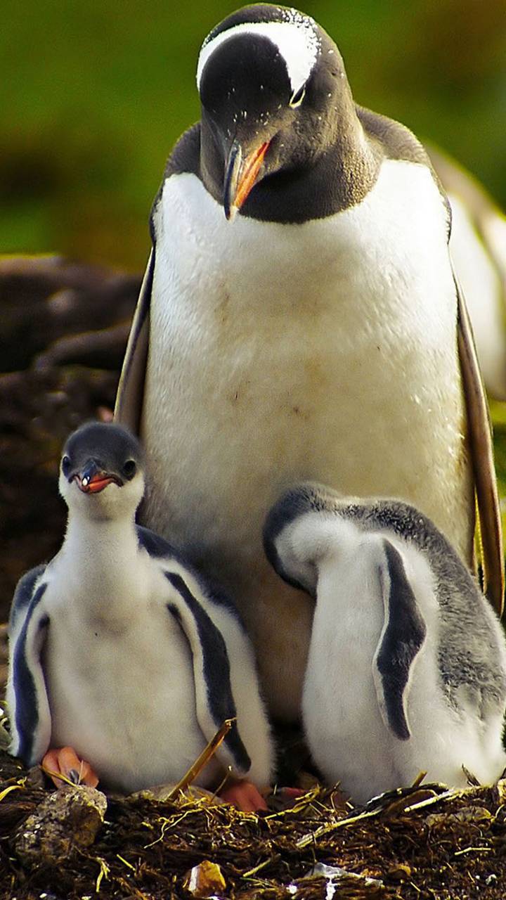 Penguin and Her Chicks