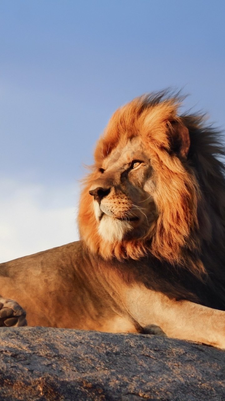 Download Animal Lion Phone Wallpaper