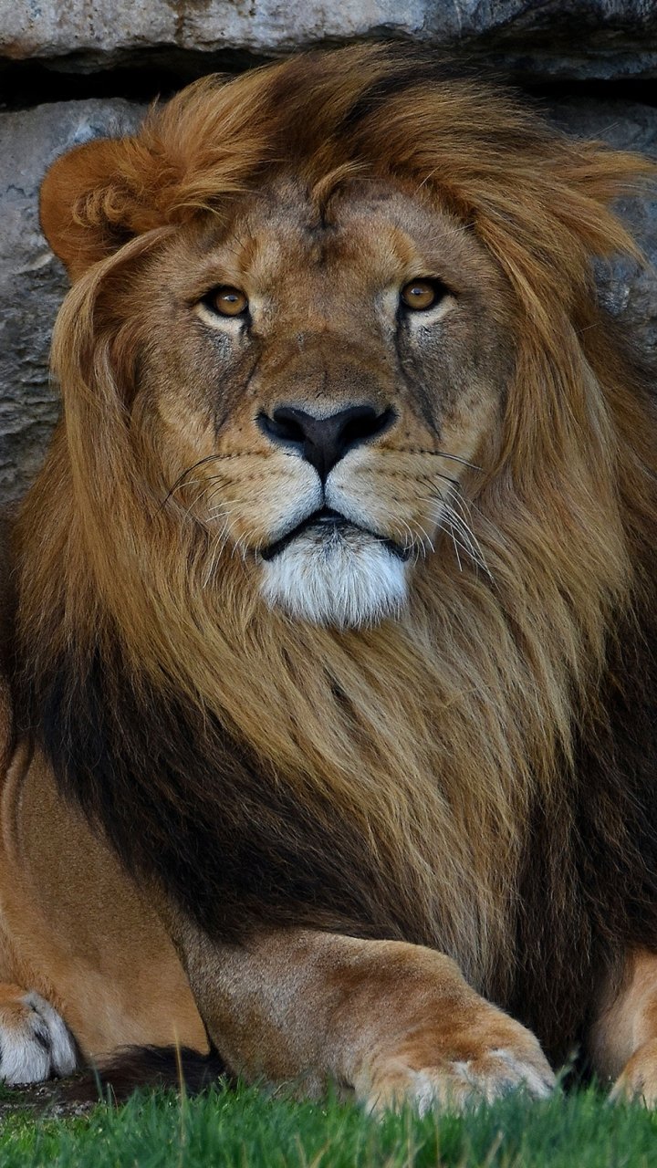 Download Animal Lion Phone Wallpaper