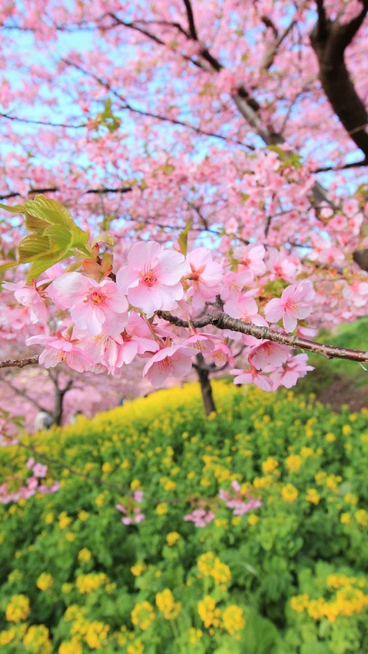 Download Pink Flower Blossom Tree Earth Nature Spring Phone Wallpaper