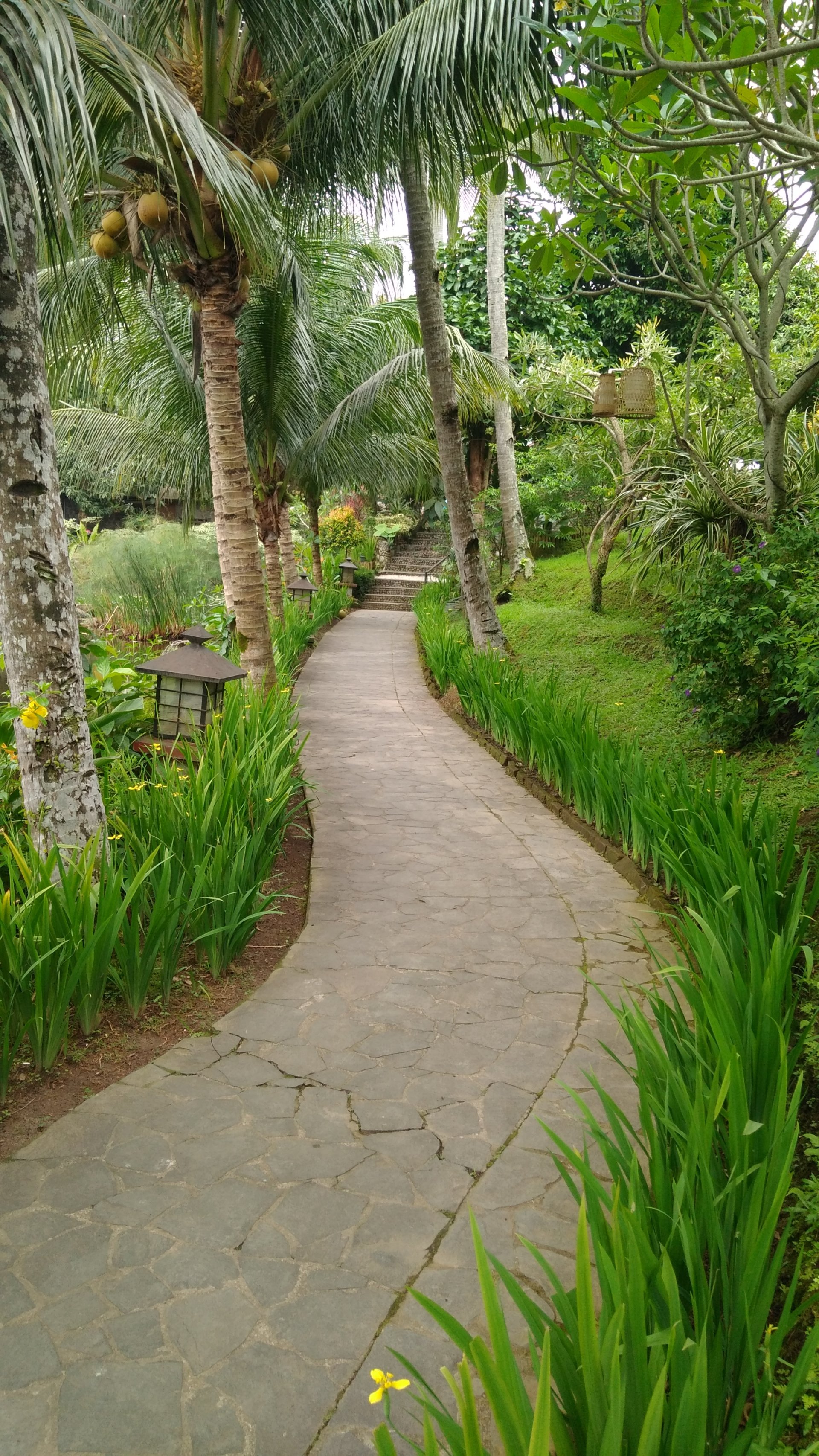 A serene garden path winding through lush greenery and palm trees, captured in a vertical photo optimized for iPhone and Android phone wallpapers.