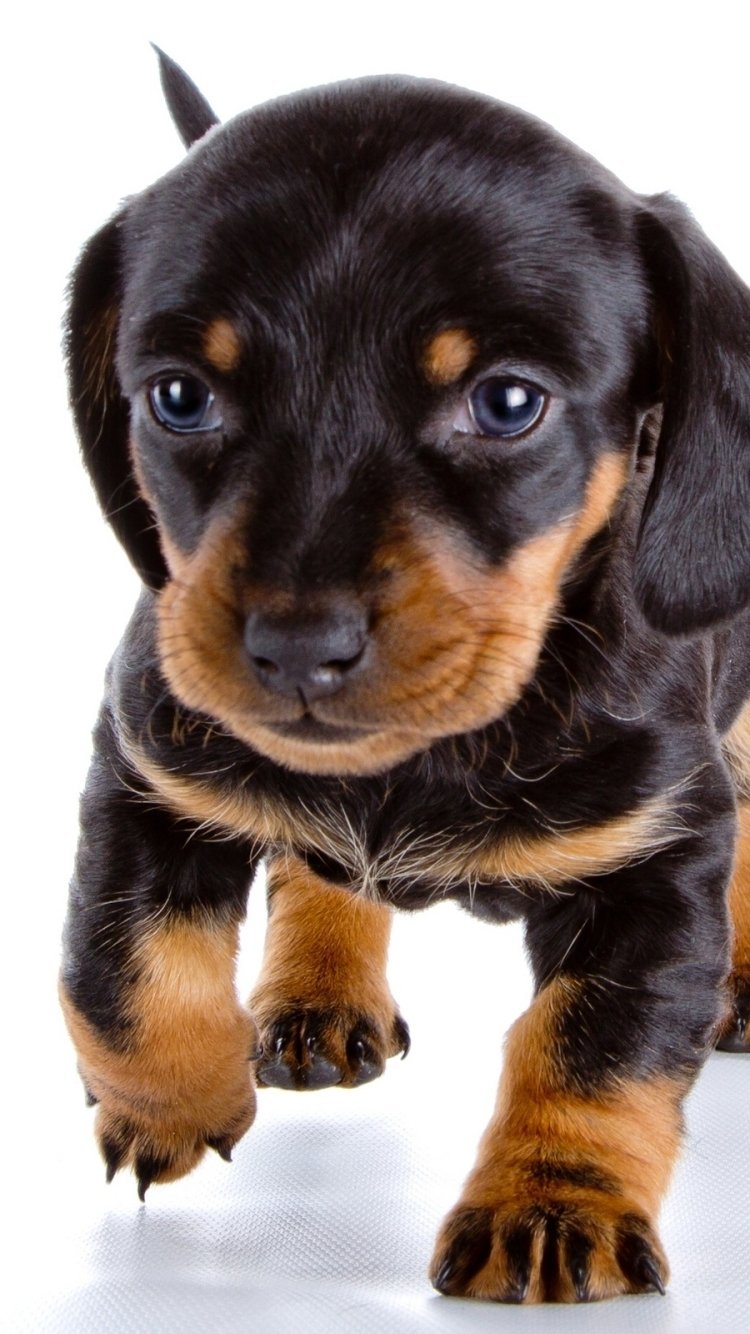Close-up of a black-and-tan puppy walking toward the camera on a white background — animal phone wallpaper.