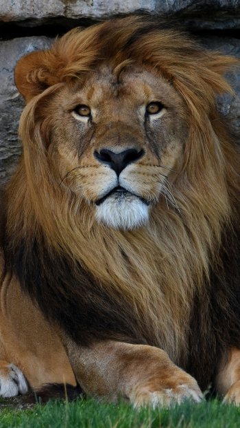 Animal lion Phone Wallpaper