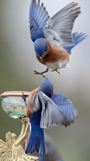 Animal bird Phone Wallpaper