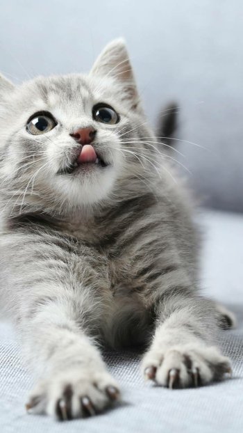  Cute Kitten