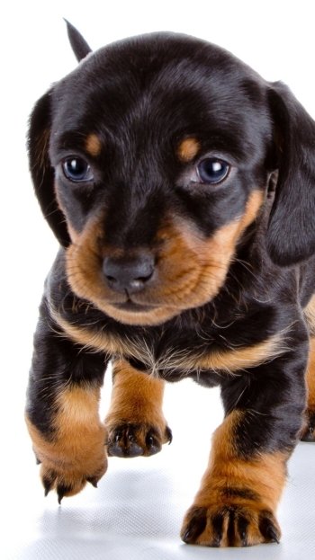 Animal puppy Phone Wallpaper