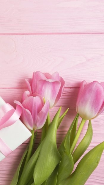 pink flower tulip flower gift holiday Mother's Day Phone Wallpaper