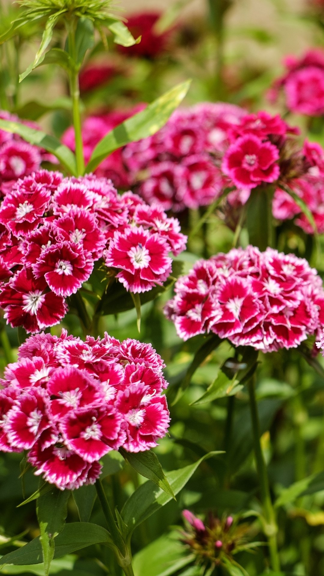Download Pink Flower Nature Flower Carnation Phone Wallpaper