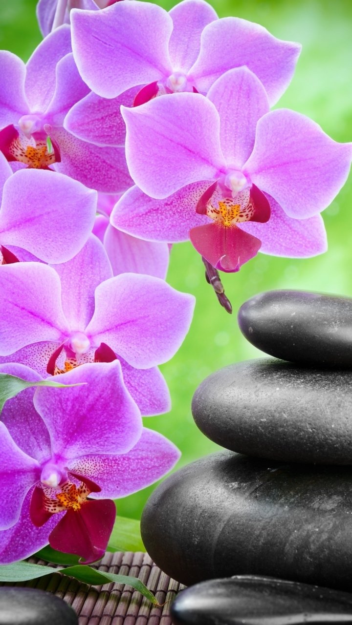 Download Candle Flower Orchid Leaf Light Religious Zen Phone Wallpaper