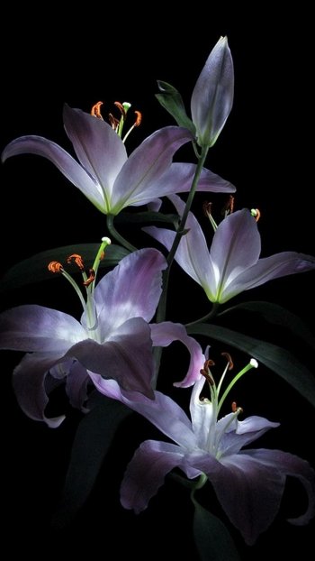  Lilies