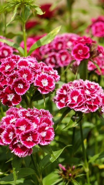 pink flower nature flower carnation Phone Wallpaper