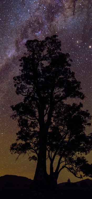  Tree Silhouette on Milky Way Night