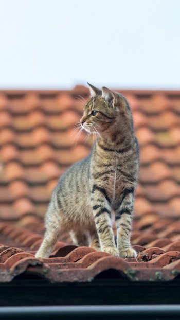 roof Animal cat Phone Wallpaper