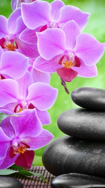 candle flower orchid leaf light religious zen Phone Wallpaper