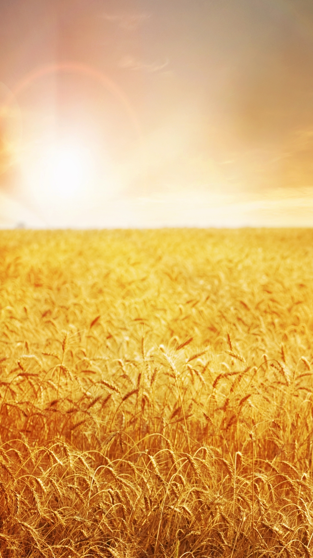 Wallpaper nature, Golden light, Barley Field for mobile and desktop,  section природа, resolution 1920x1200 - download