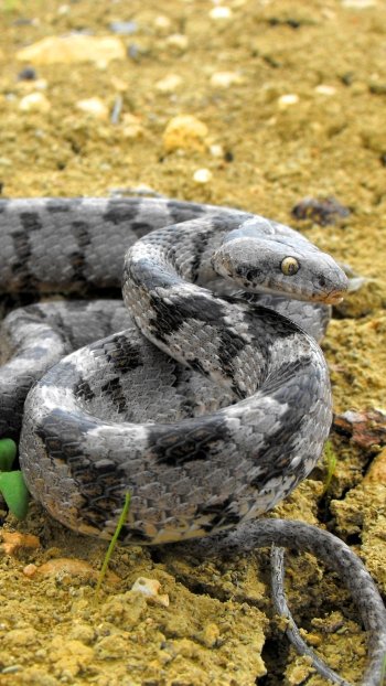  European Cat Snake