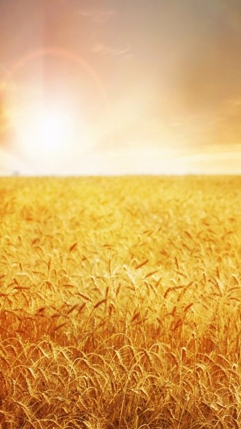 field sunbeam summer nature wheat Phone Wallpaper
