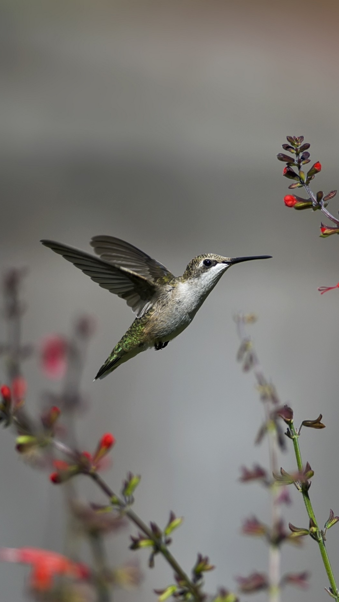Hummingbird Wallpaper  Download to your mobile from PHONEKY