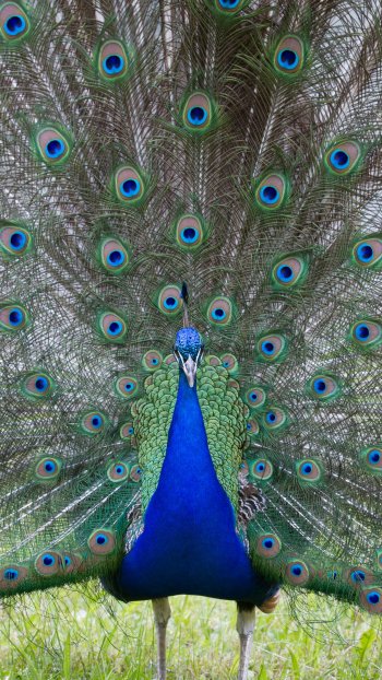 bird Animal peacock Phone Wallpaper