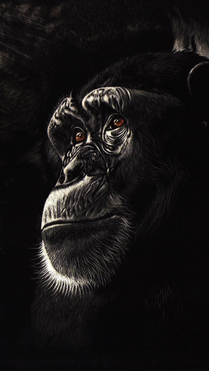 Chimpanzee Phone Wallpaper by Shone Chacko