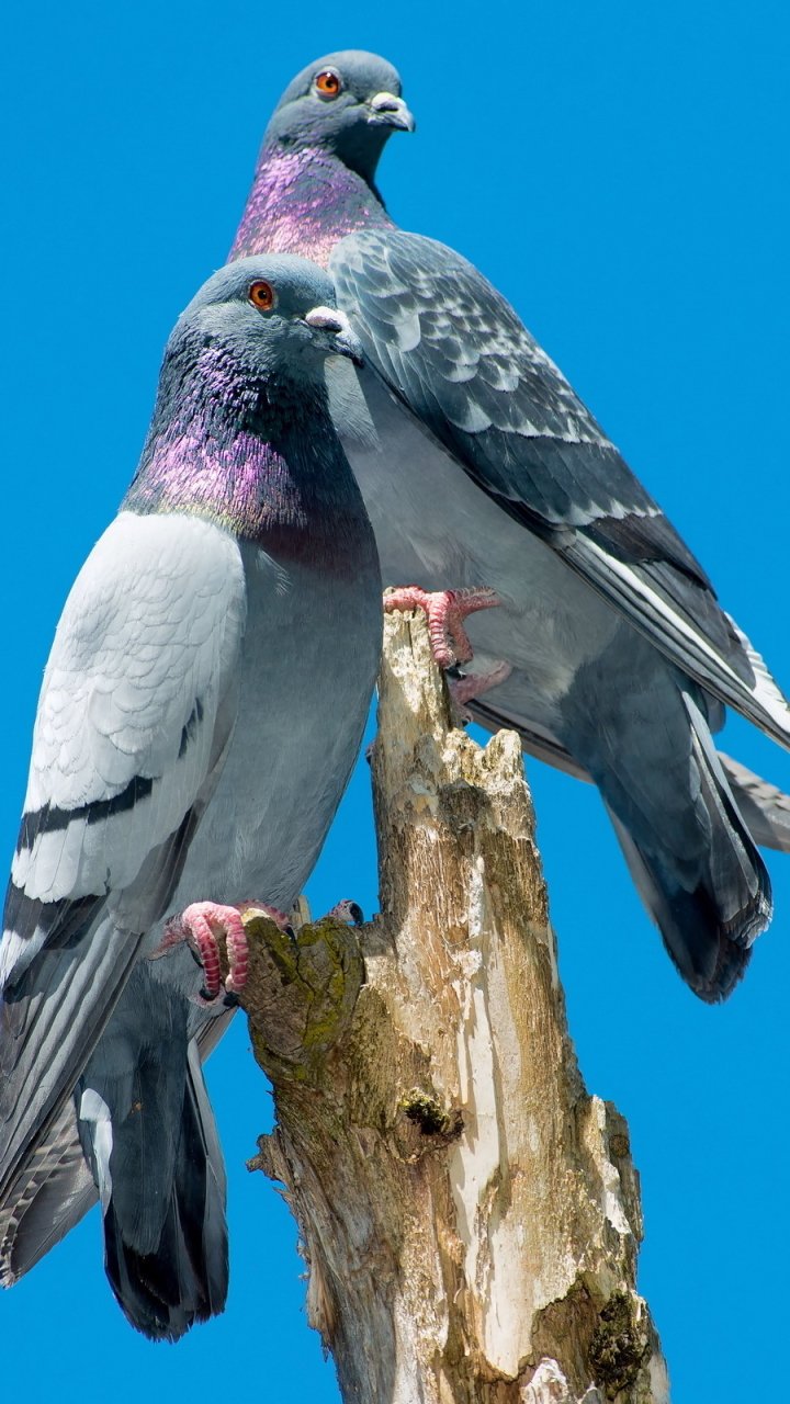 Download Animal Pigeon Phone Wallpaper