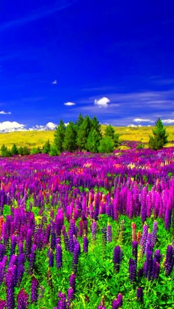  Path in Lupine Field