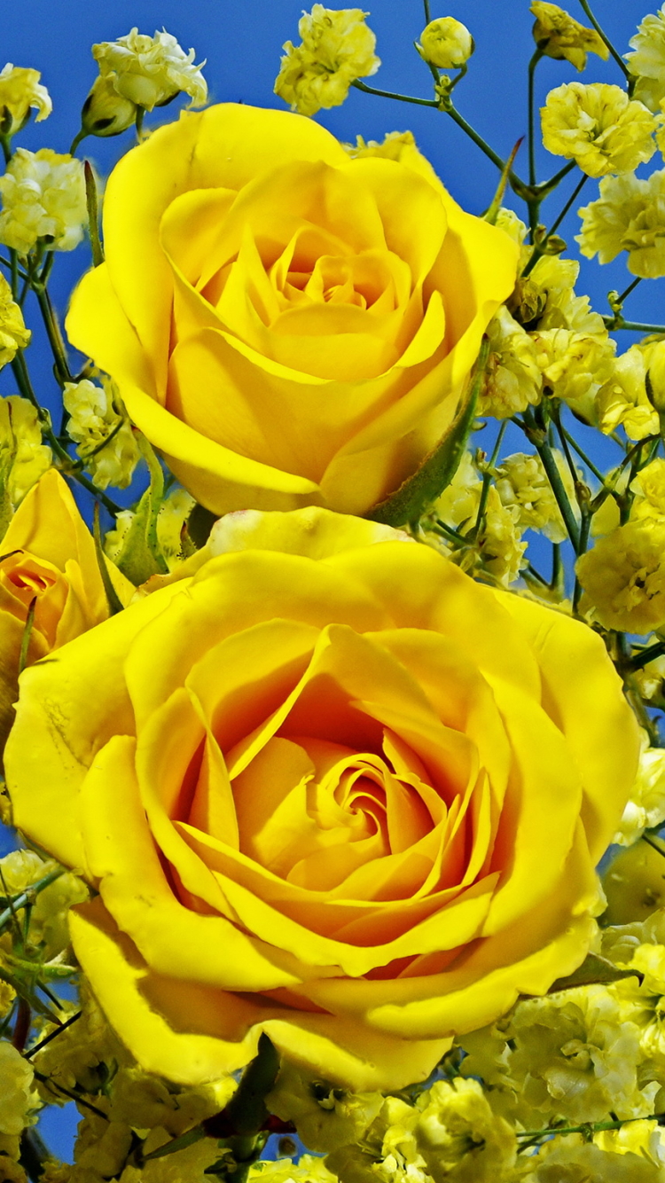 Yellow Rose Flower Wallpaper Hd For Mobile