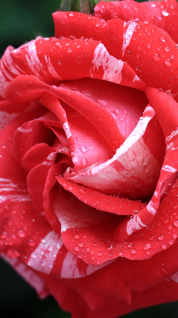 Red and white full bloomed rose by pompi