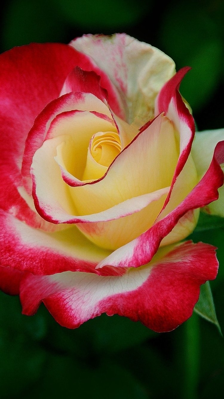 Download Nature Rose Phone Wallpaper