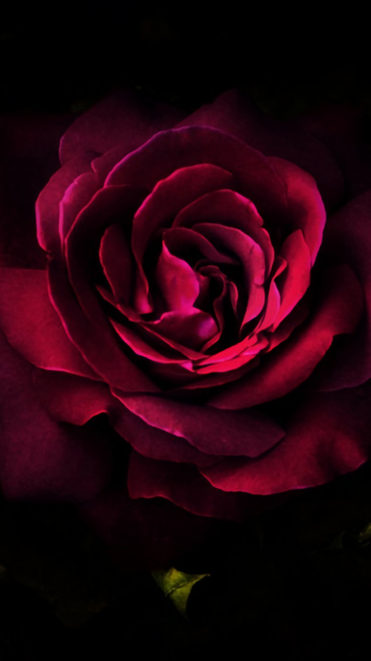 Download Close-up Flower Nature Rose Phone Wallpaper