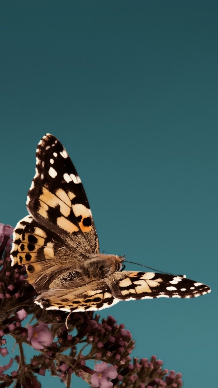 Download Animal Butterfly Phone Wallpaper